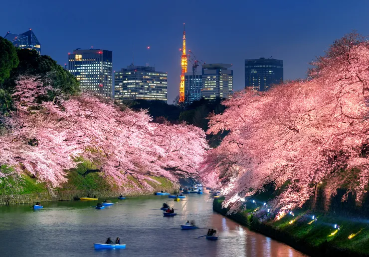 Itinerary 7 Hari di Tokyo pada Musim Sakura 2025